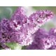 Spring Lilac Roll-On Oil