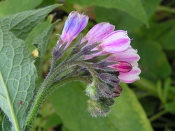 comfrey.jpg