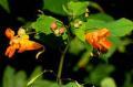 jewelweed.jpg